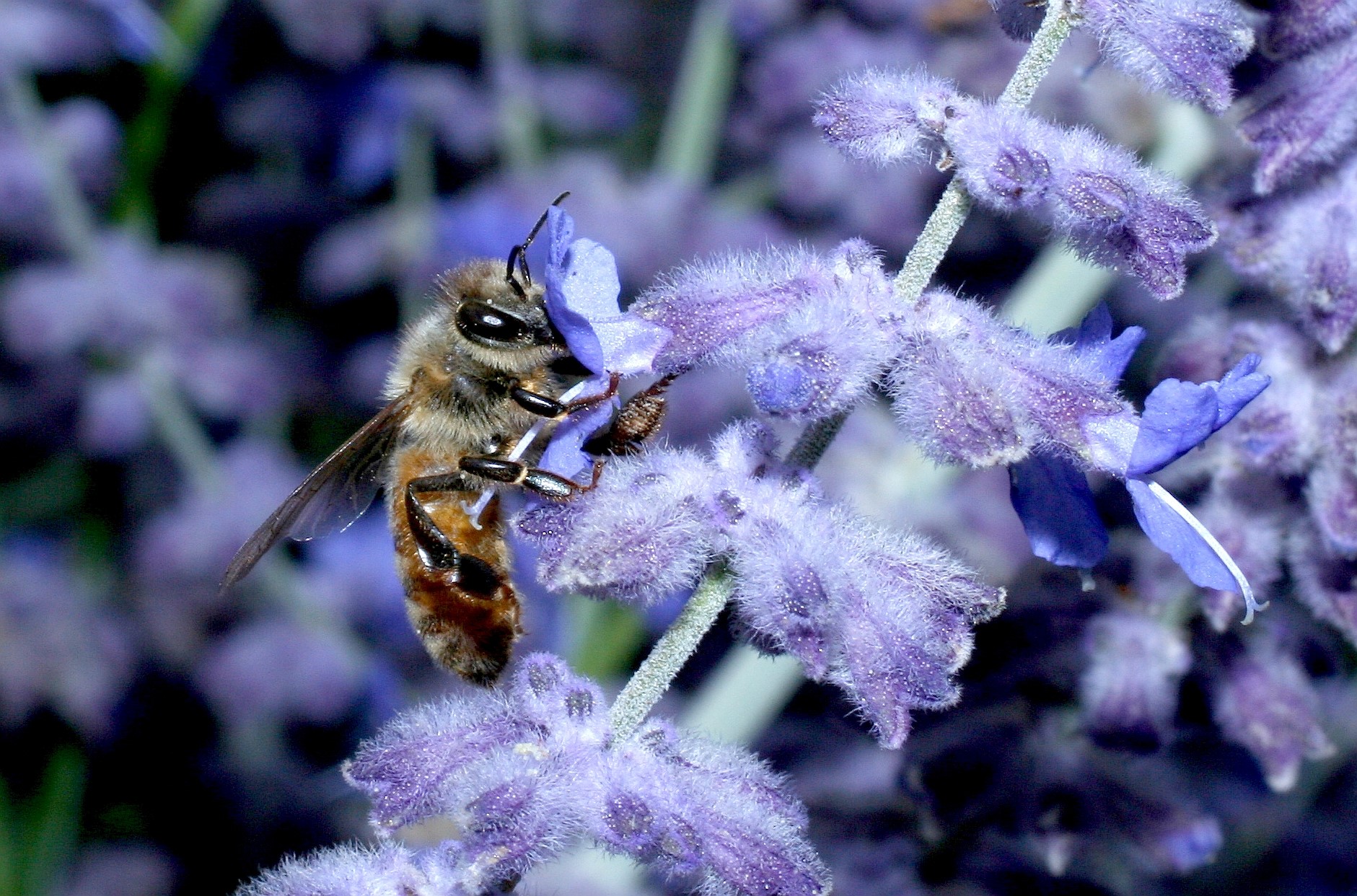 Honey bee forages