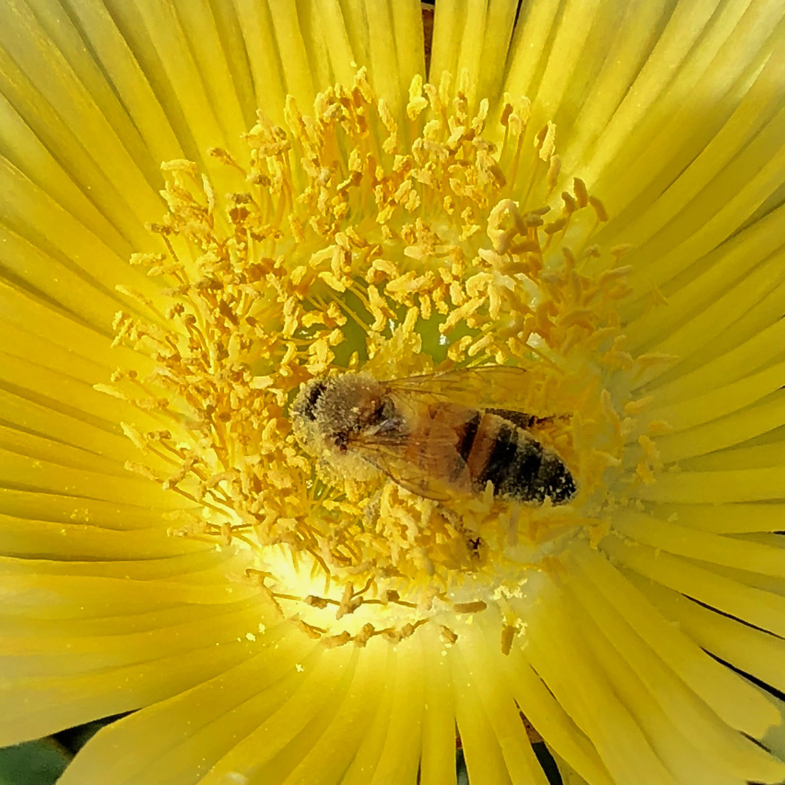 Honey bee collecting pollen