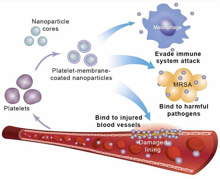 Image: Platelet-membrane-coated nanoparticles are made by coating biocompatible nanoparticle cores with the membranes of human platelets.