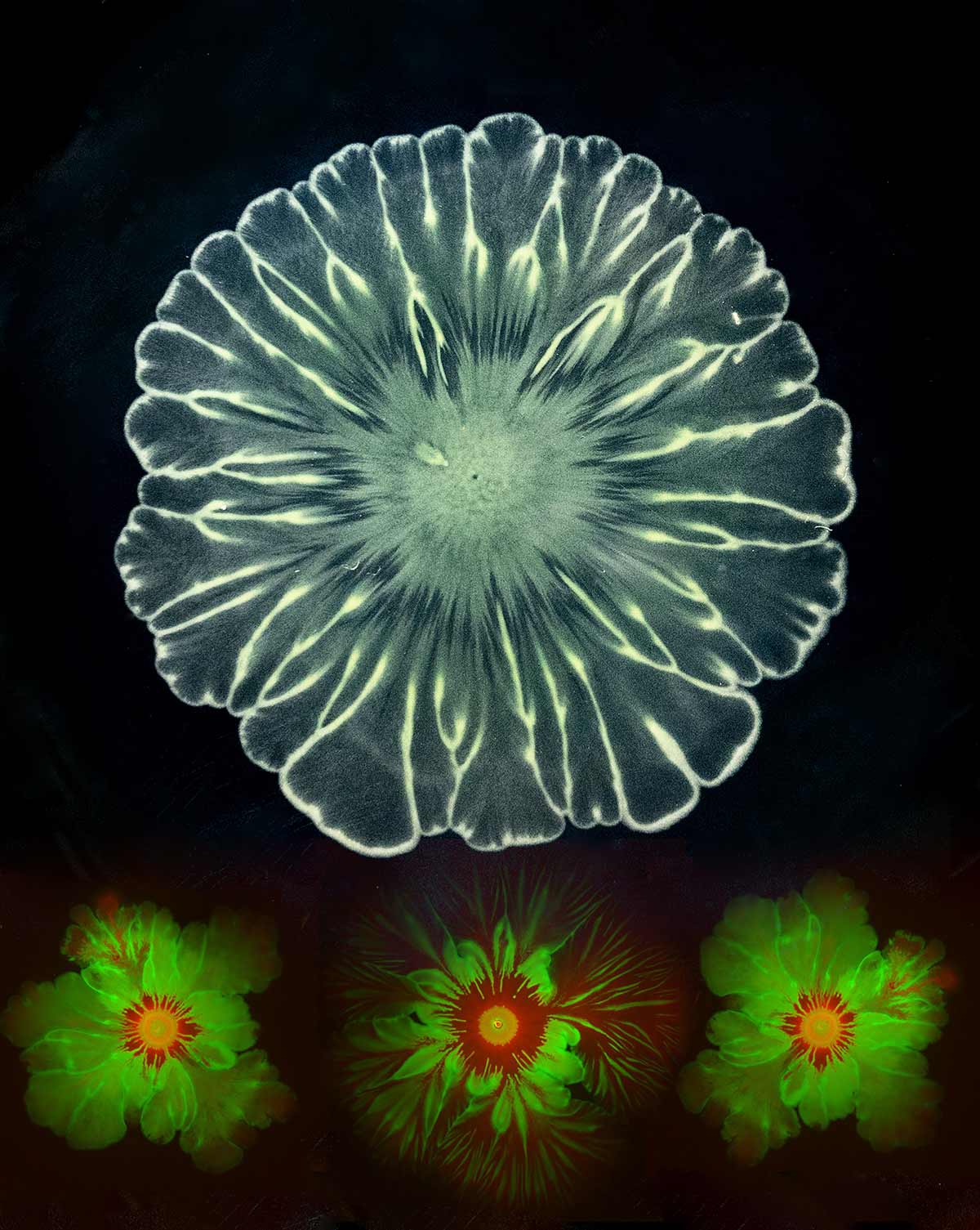 Bacterial Flowers