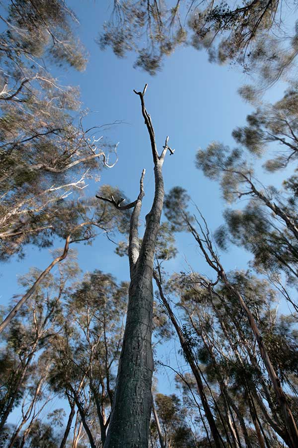 Terry Allen’s Trees.